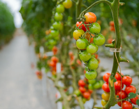 Gele vangplaten bij tomaten